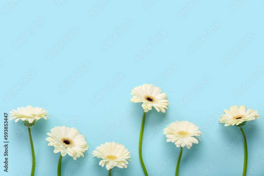 White gerbera flowers on blue background White gerbera flowers on blue background