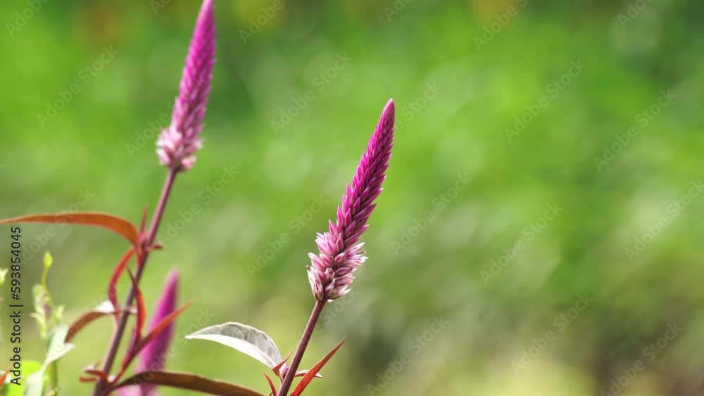 Celosia argentea (Also called plumed cockscomb, silver cock's comb) flower with a natural background Celosia argentea (Also called plumed cockscomb, silver cock's comb) flower with a natural background