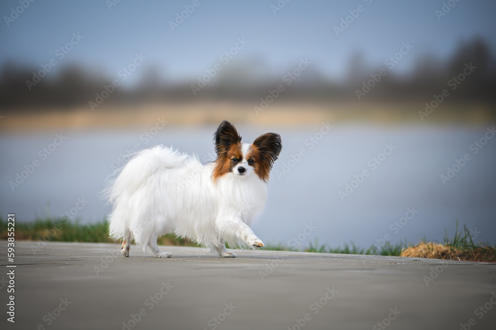 young papillon dog walking outdoors young papillon dog walking outdoors