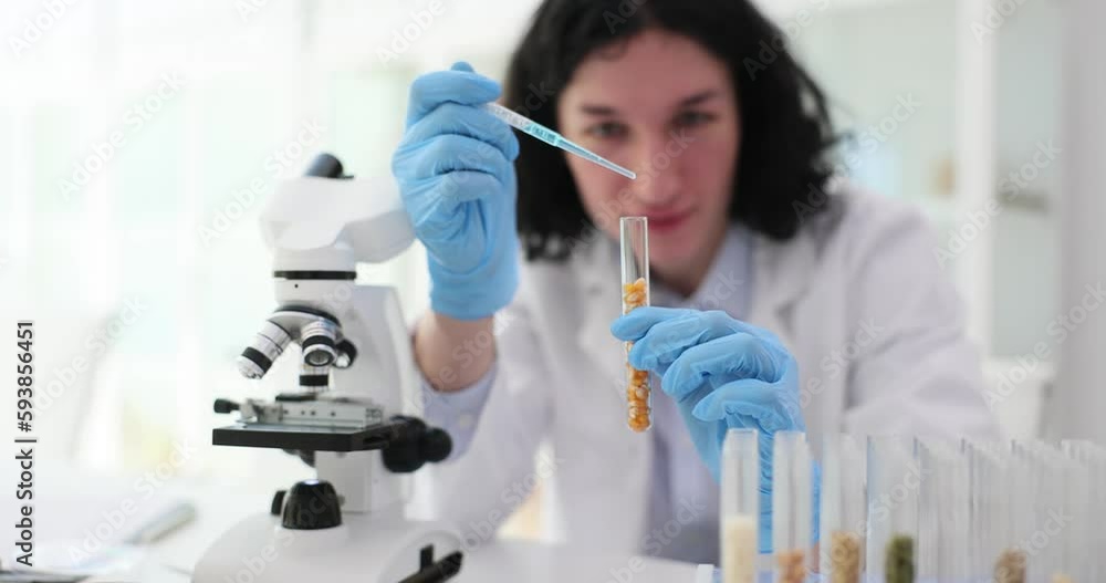 Laboratory assistant scientist drips liquid into test tube with corn. Scientist studying soy grains and grown in laboratory