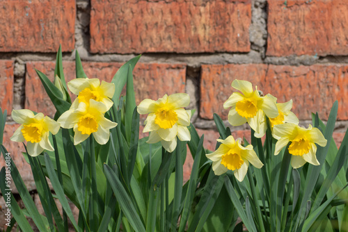 Blooming flowers of yellow daffodils on the background of brickwork