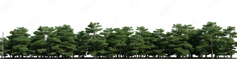 Evergreen Tree and grass field in nature, Pine trees on the garden in springtime, Tropical forest isolated on transparent background - PNG file, 3D rendering illustration for create and design or etc Evergreen Tree and grass field in nature, Pine trees on the garden in springtime, Tropical forest isolated on transparent background - PNG file, 3D rendering illustration for create and design or etc
