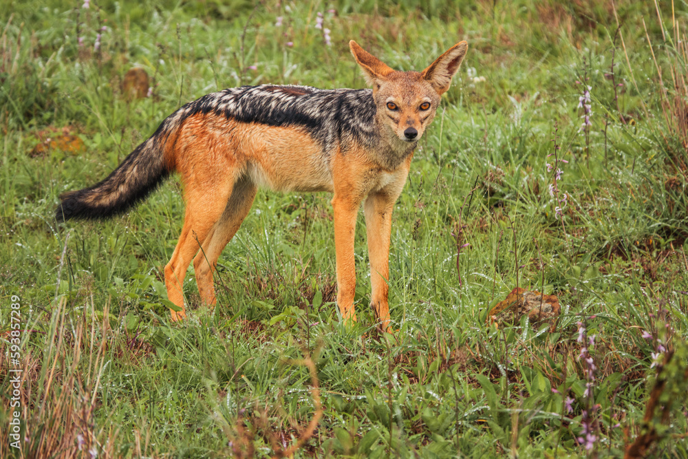 A jackal in the wild at Nairobi National Park, Kenya A jackal in the wild at Nairobi National Park, Kenya