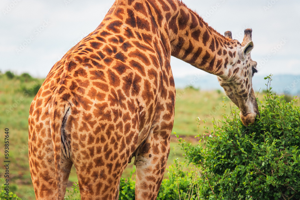 A giraffe in the wild at Nairobi National Park, Kenya A giraffe in the wild at Nairobi National Park, Kenya