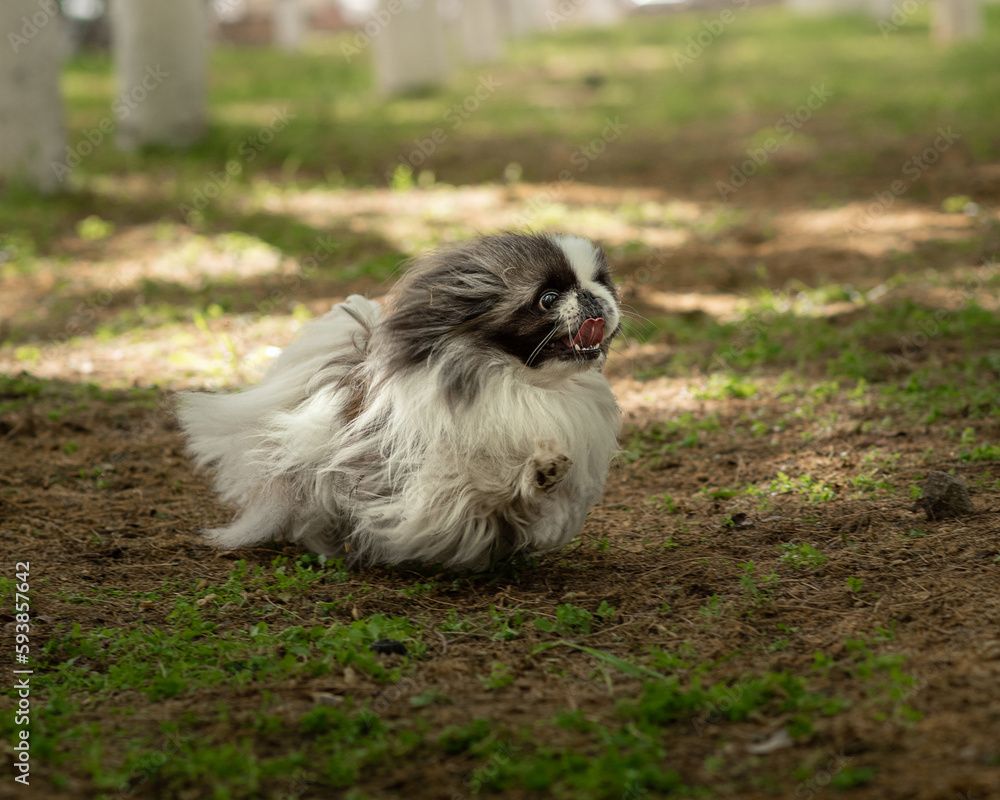 White Pekingese with a black muzzle and gray ears runs fast and smiles. Portrait of a small fluffy dog in park, soft focus and light spots in background. Funny pet in motion portrait. Horizontal photo