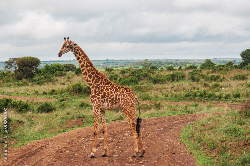 A giraffe in the wild at Nairobi National Park, Kenya A giraffe in the wild at Nairobi National Park, Kenya
