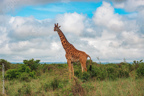 A giraffe in the wild at Nairobi National Park, Kenya