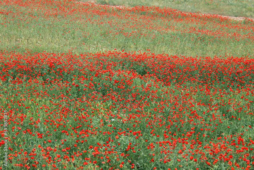 panorama of a field of red poppies 