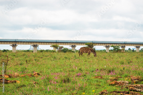 A herd of zebra grazing below the standard gauge railway line at Nairobi National Park, Kenya photo