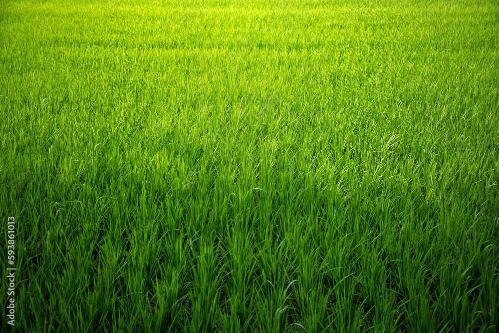 Green paddy field in the golden sunlight. close up. macro. Green paddy field in the golden sunlight. close up. macro.