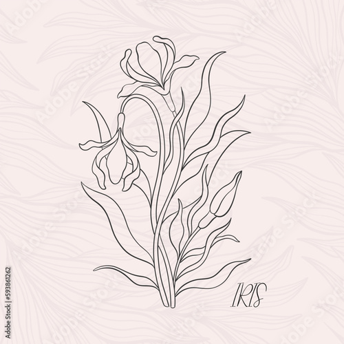 Floral iris in art nouveau 1920-1930. Hand drawn in a linear style with weaves of lines, leaves and flowers.