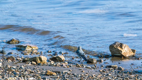 Little bird on the river bank. The wagtail walks on small stones by the river. Motacilla is a genus of songbirds in the wagtail family. A gray bird on the beach.