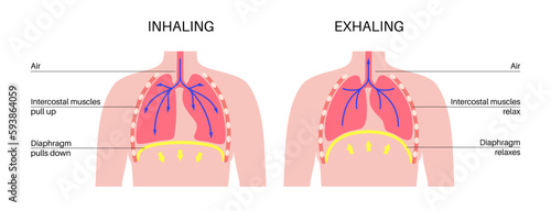 Breathing process poster