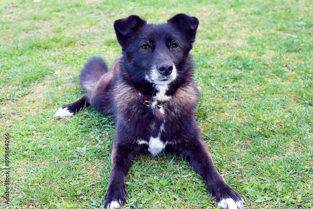 Fototapeta premium Black dog looks into the distance, lying on a green lawn