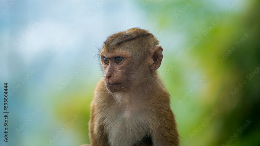 portrait of young monkey kid male on green background. little great ape