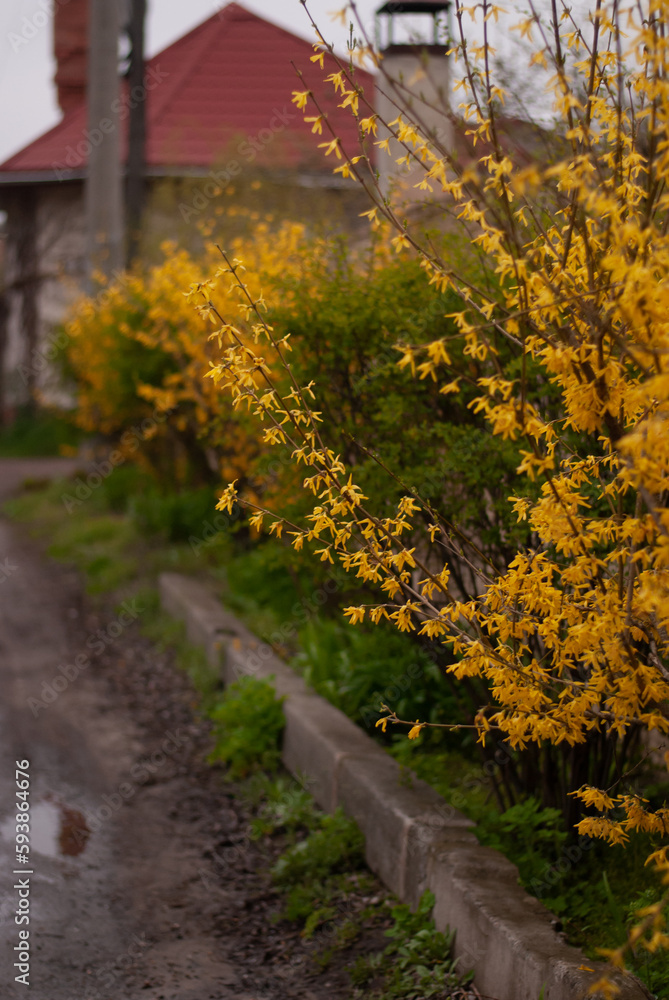 Naklejka premium View of bushes with yellow flowers