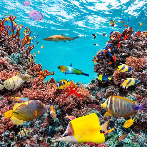 Fototapeta Naklejka Na Ścianę i Meble -  Magnificent underwater world of the tropical ocean.