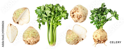 Green celery and celery root with leaves. Garden celery set. PNG isolated with transparent background. Flat lay, top view. Without shadow. photo
