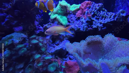Under water coral fish video