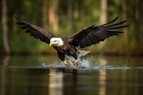 Bald eagle in flight catching fish in the river. Generative AI.