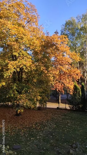 Colorful trees in a park in fall season.  photo