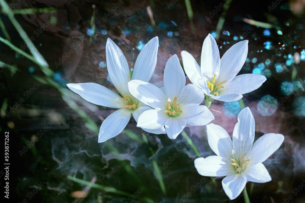  White Zephyranthes (rain flower) blooming, processed with texture 