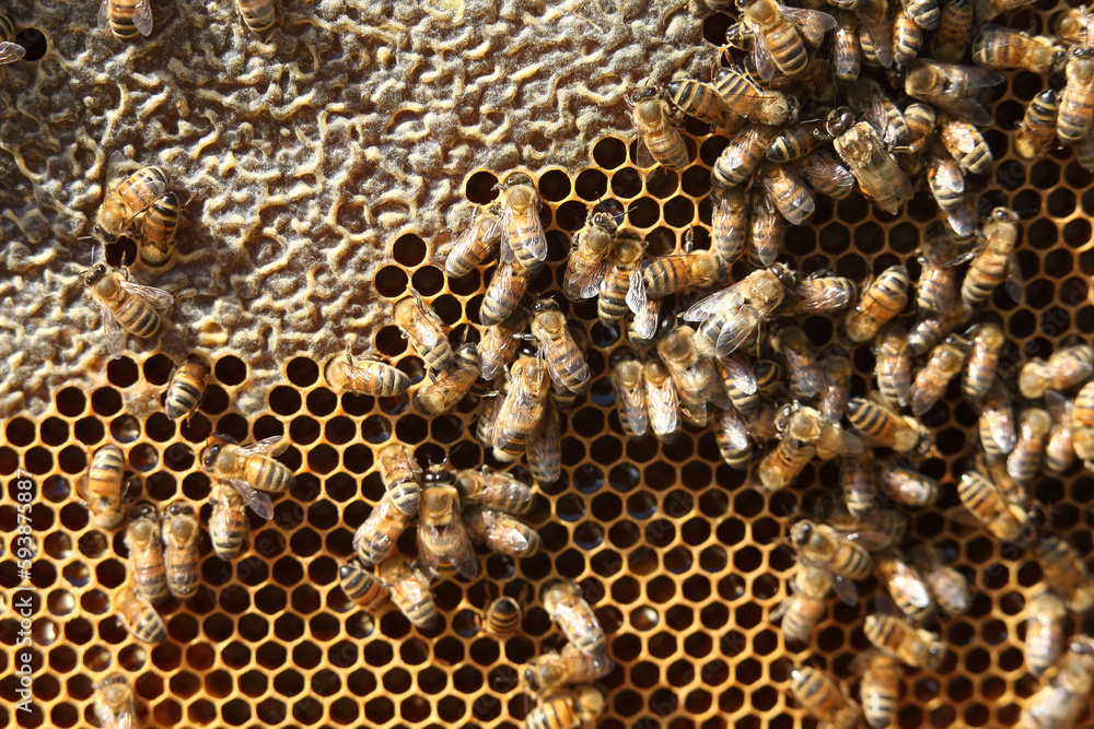 beekeeping - bees work on the production of honey beekeeping - bees work on the production of honey