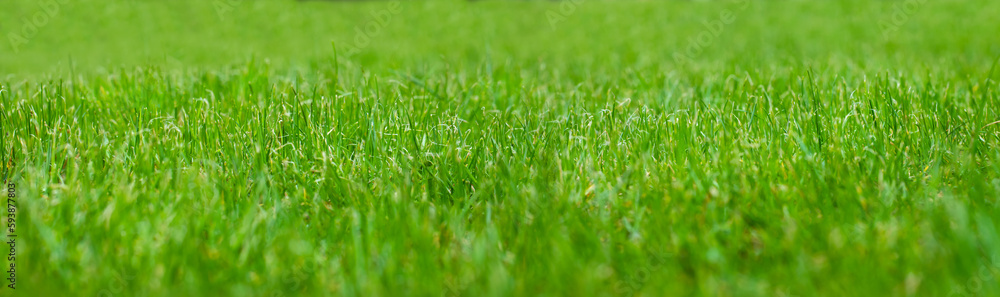 zielona trawa na wiosne, piękny zielony trawnik w ogrodzie, green grass - obrazy, fototapety, plakaty 