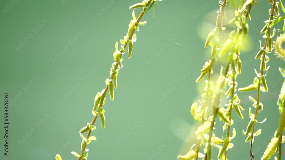 close-up branches of a weeping willow branches with fresh green spring ...