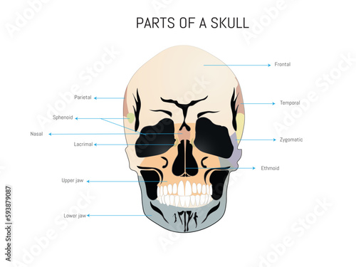 Discovering the anatomy of a human skull. Infographic of a skull with the most important parts in different colors on a white background. photo