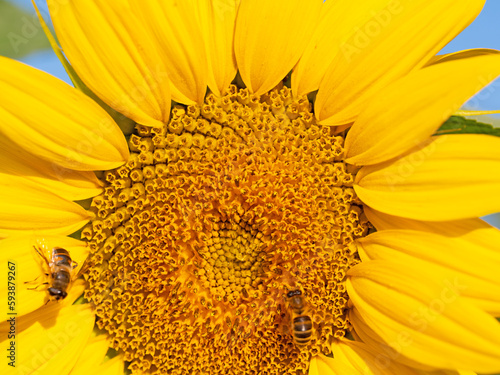 Sonnenblume  Helianthus annuus  in einer Nahaufnahme