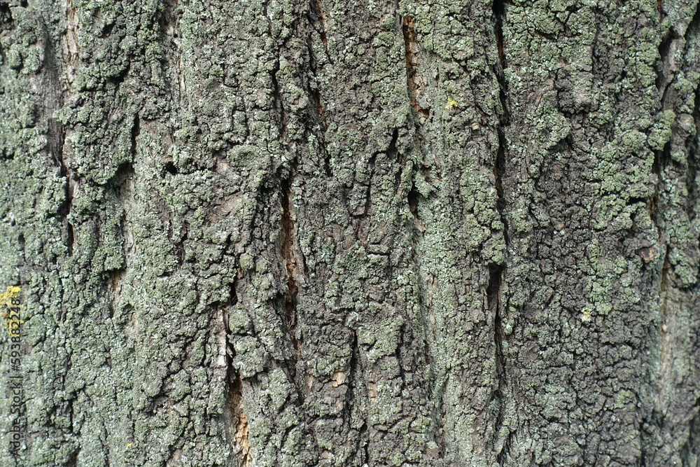 Close shot of gray bark of apricot tree