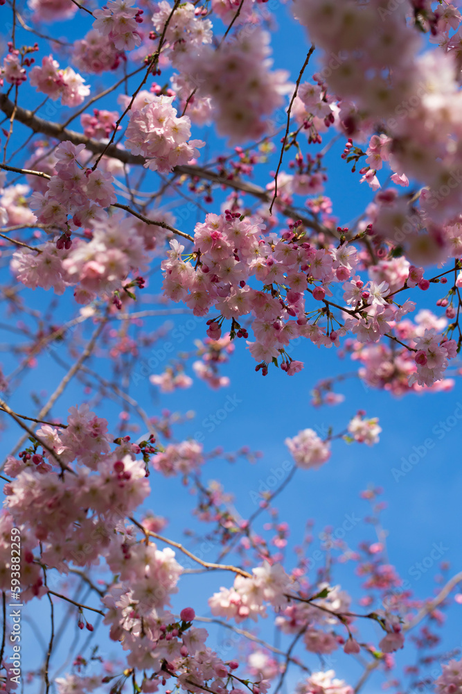 Pink sakura blooming with blue sky on background. Pink sakura blooming with blue sky on background.