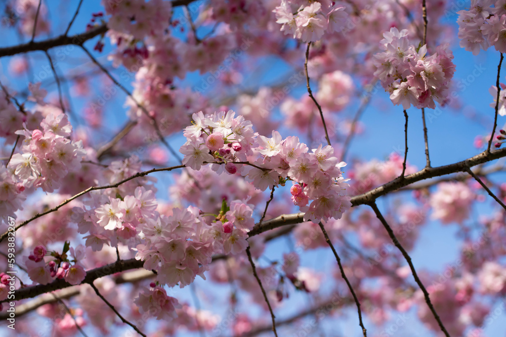 Pink sakura blooming with blue sky on background.