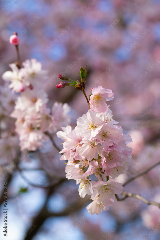 Pink sakura blooming with blue sky on background.