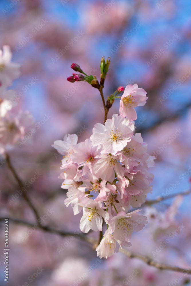 Pink sakura blooming with blue sky on background. Pink sakura blooming with blue sky on background.