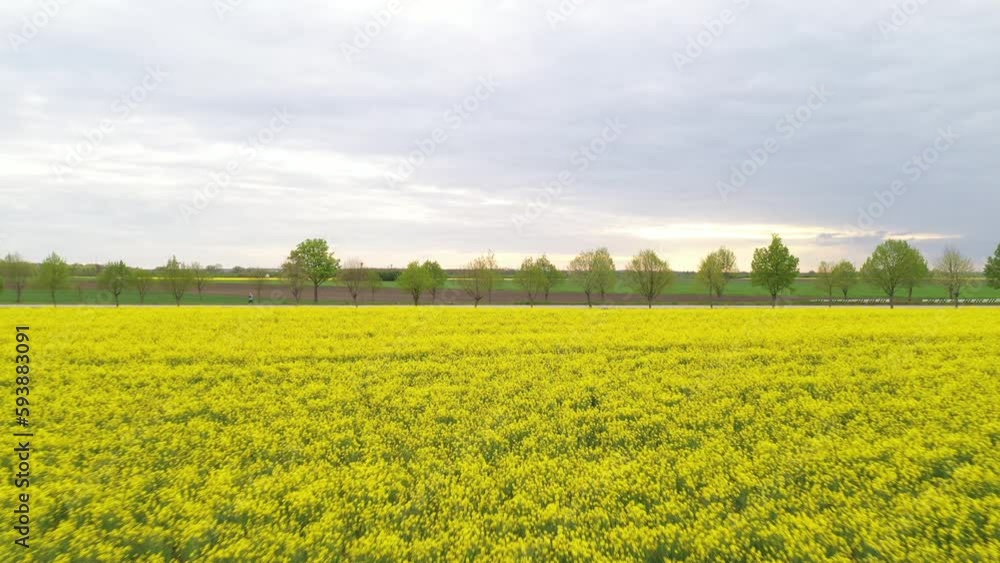 Blooming rapeseed (Brassica napus) field with trees and sky in background, beauty in nature, aerial view Blooming rapeseed (Brassica napus) field with trees and sky in background, beauty in nature, aerial view