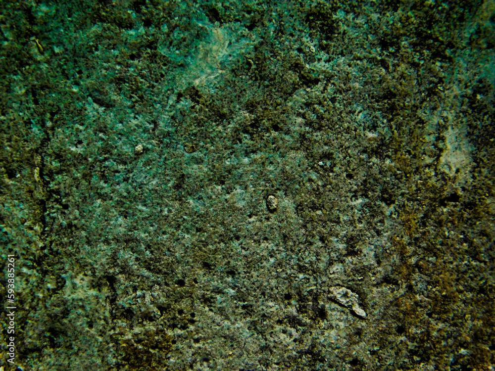 Obraz premium green moss on the wall