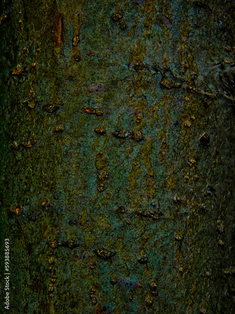 bark texture in the tree bark texture in the tree