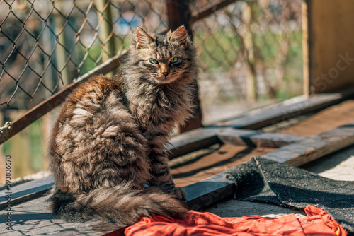 Obraz na plátně Portrait of a furry mixed breed female domestic cat with green eyes that resembl