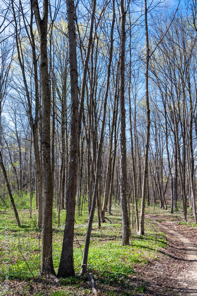 Fototapeta premium vertical hiking trail through tall trees colorful spring woods