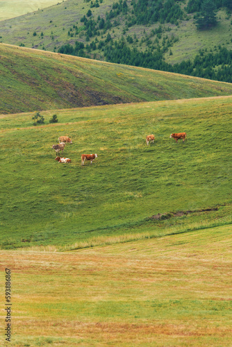 Wallpaper Mural Free range cows grazing on green pasture land, Dairy farm livestock cattle on Zlatibor hills. Torontodigital.ca