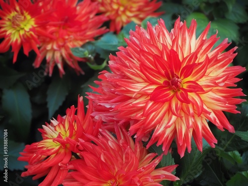 Hypnotica Icarus Dahlia at Flower Dome
