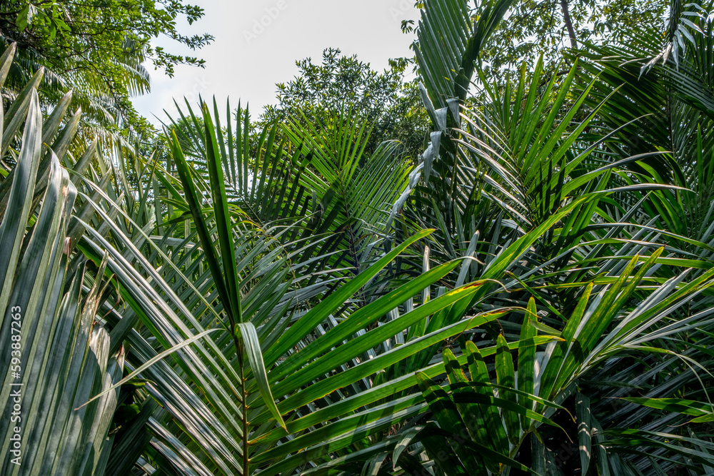 Lush jungle foliage at the Singapore Botanical Garden
