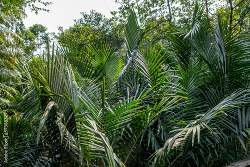 Lush jungle foliage at the Singapore Botanical Garden