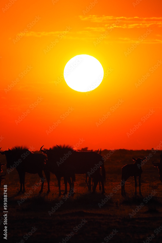 Wildebeests at sunset