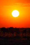 Wildebeests at sunset