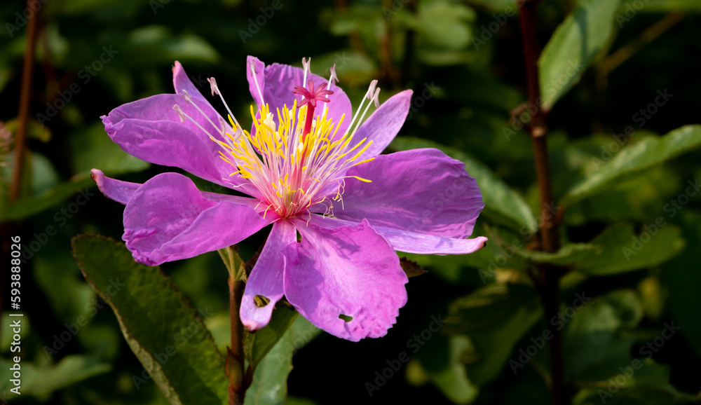 Fototapeta premium Purple tropical flower blooming in a Singapore garden