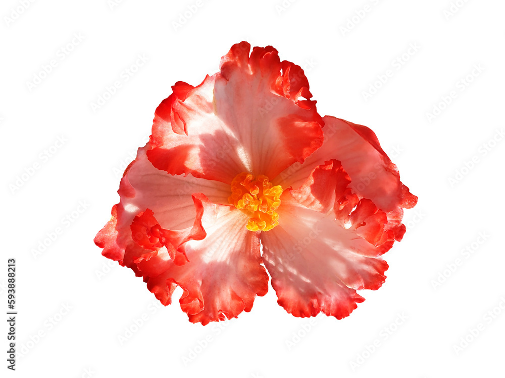 Isolated red and white begonia flower. Isolated red and white begonia flower.