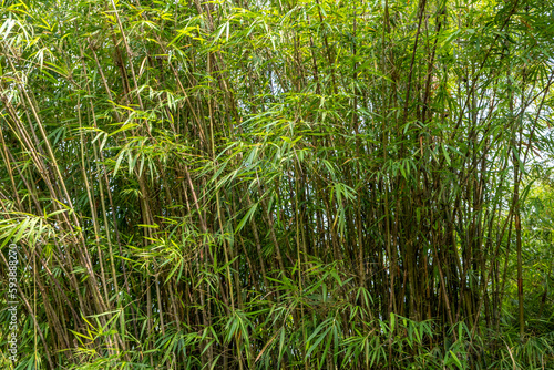 Grove of bamboo growing in a jungle in Southeast Asia